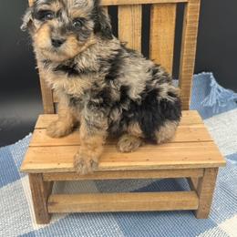 Mozzarella - Merle male Cavapoo puppy in Austin, Texas from Doodles of Central Texas