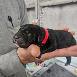 Red collar - Black male Cane Corso puppy in Fritch, Texas from Carrie Brown's Cane Corsos