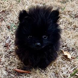 Pirate - Black male Pomeranian puppy in Lake Forest Park, Washington from Tea Pup Pomeranians