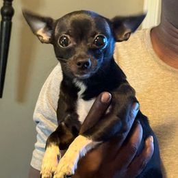 Jam - Chihuahua