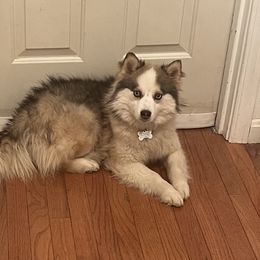 Ariel - Chocolate Pomsky puppy in Louisville, Kentucky from Stonehill Breeders