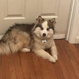 Ariel - Chocolate Pomsky puppy in Louisville, Kentucky from Stonehill Breeders