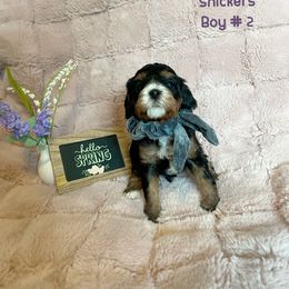 Cavapoo Puppies from Parke Cavapoo’s