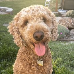 Indy - Goldendoodle