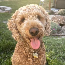 Indy - Goldendoodle