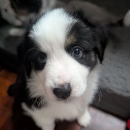 Blitzen - Black tri male Toy Australian Shepherd puppy in Lakeland, Florida from Alexandra's Toy Aussies