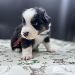 Zenith - Black tri male Miniature Australian Shepherd puppy in Ellendale, North Dakota from Ark Acres Kennels