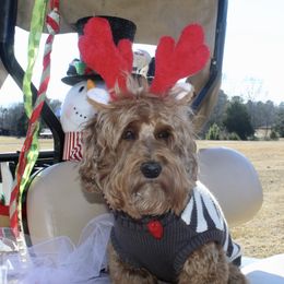 Australian Labradoodle All Grown Up from Dawson Creek Australian Labradoodles