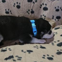 Boy 4 - Black and white male Siberian Husky puppy in Lake Arthur, Louisiana from Gingers Husky Mansion