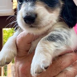 Valor (Green Band) - Piebald male Dachshund puppy in Raleigh, North Carolina from McLovin Doxies