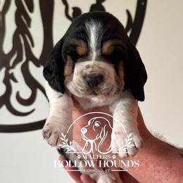 Buck - Black white and brown male Basset Hound puppy in Richmond, Kentucky from Walters Hollow Hounds