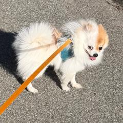 Kabous - Pomeranian