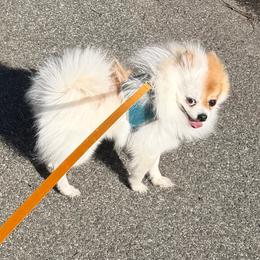 Kabous - Pomeranian