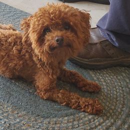 Poodle All Grown Up from Little Red Poodles