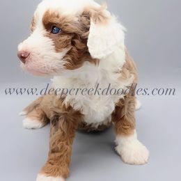 Snow White - Chocolate merle female Bernedoodle puppy in Sugar Hill, Georgia from Deep Creek Doodles