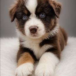 Dove - Red tri-color female Australian Shepherd puppy in Fultonville, New York from Sandy Aussies & Pomeranians