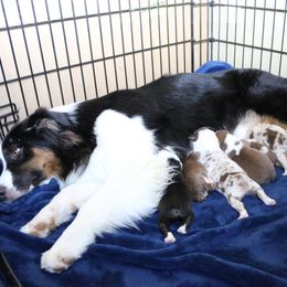 Australian Shepherd, Miniature American Shepherd, Miniature Australian Shepherd, and Toy Australian Shepherd Puppies from Painted Blue Aussies