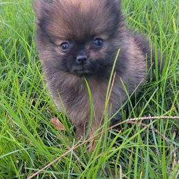 Dunkin Pierre - Chocolate sable male Pomeranian puppy in Mississippi from Chainbreakerkennels