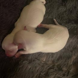 Girl 1 - White female Maltese puppy in Wilson, New York from Maltese By Valerie