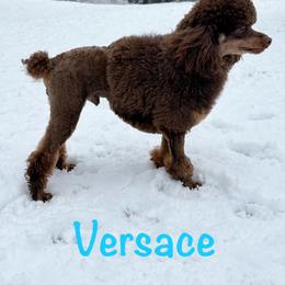Poodles from LAE Poodles