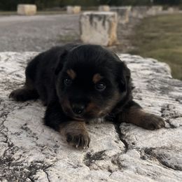 Ulani - Black tri female Miniature Australian Shepherd puppy in Godley, Texas from Nana and Paws Aussies