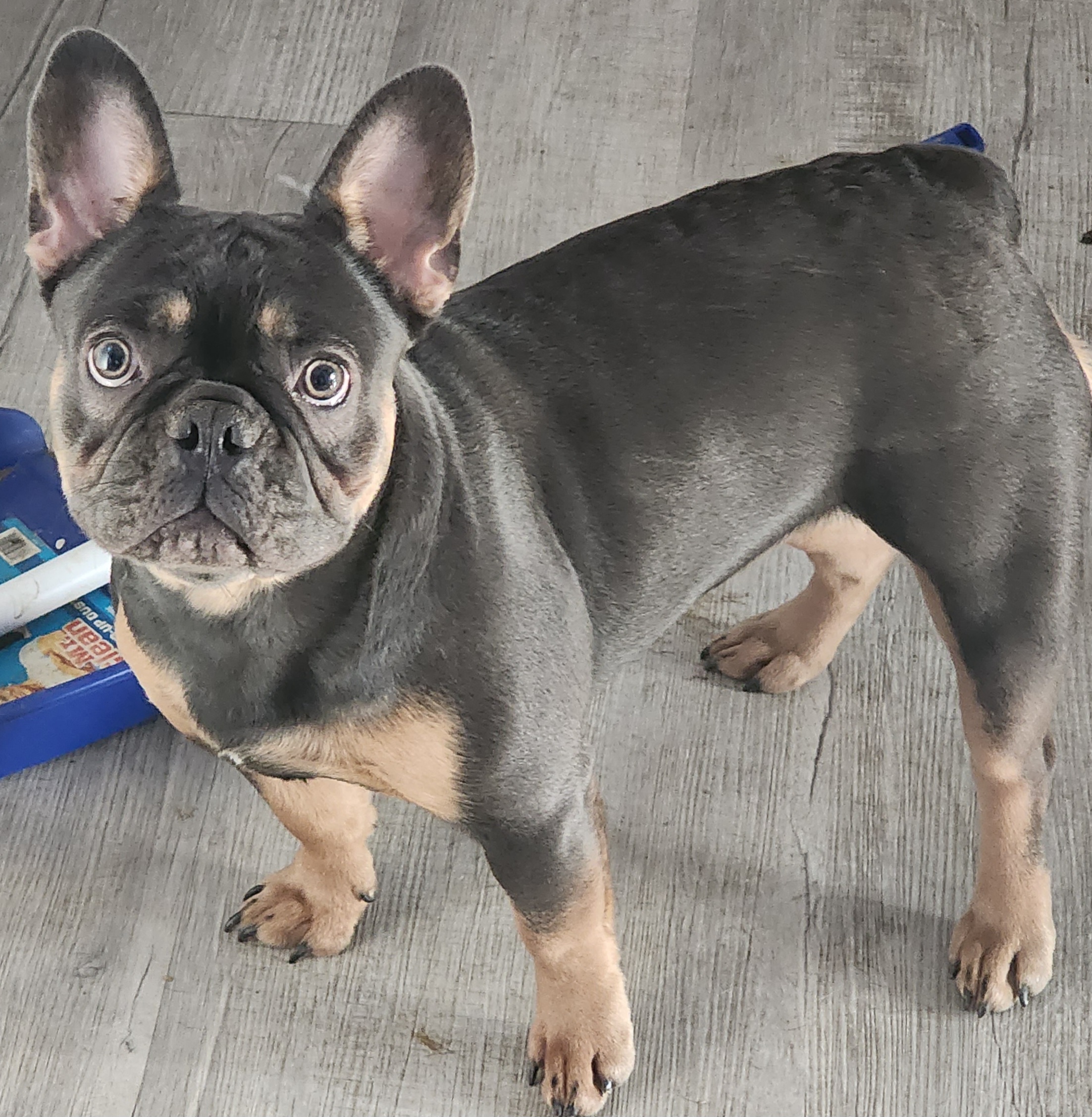 Stormi - French Bulldog