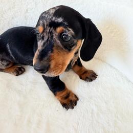 S'more - Dapple female Dachshund puppy in Aiken, South Carolina from Ruffski Pups Kennels