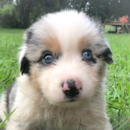 Boy 5 - Blue merle Australian Shepherd puppy in Brooksville, Florida from Scattered Oaks Ranch