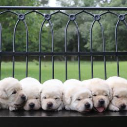 Labrador Retriever Puppies from Pride Rock Labradors