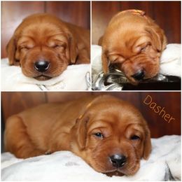 Dasher-Brown boy - Yellow male Labrador Retriever puppy in Twin Falls, Idaho from Whispering White Pines Labradors