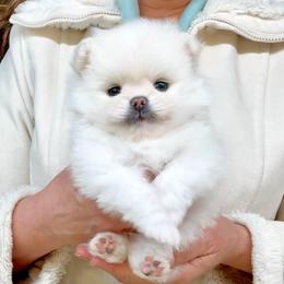 St. Nick - White male Pomeranian puppy in Irvine, California from Bon Bon Poms