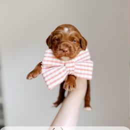 Wharf - Red  female Goldendoodle puppy in Syracuse, Indiana from The Doodle Cove