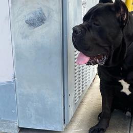 Sir Duke - Cane Corso