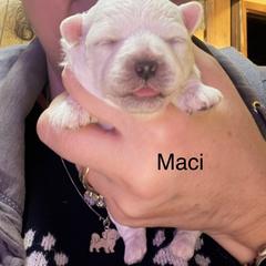 Maci - White female Bolognese puppy in Fall River Mills, California from Kenalee Farm