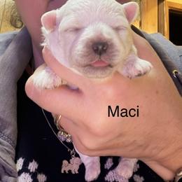 Maci - White female Bolognese puppy in Fall River Mills, California from Kenalee Farm