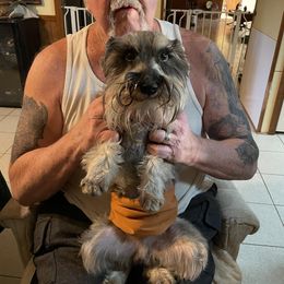 Pooter - Miniature Schnauzer