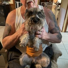 Pooter - Miniature Schnauzer