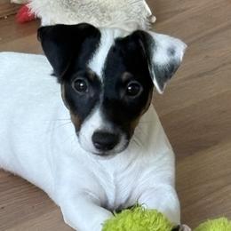 Tri colored male - Tri-color male Jack Russell Terrier puppy in Williston, Florida from CP FARMS BORDER COLLIES N JACKS CORP