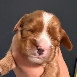 Ruby boy - Ruby male Cavalier King Charles Spaniel puppy in Queen Creek, Arizona from Andresen's Cavaliers