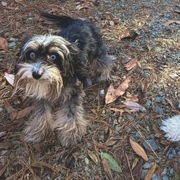 Cavapoos and Double Doodles from Double Doodle Cavapoos