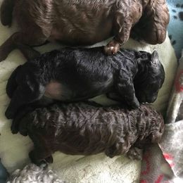 Poodle Puppies from Silberhund's Poodles