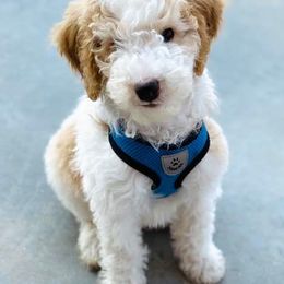 Goldendoodles from Country Kennels