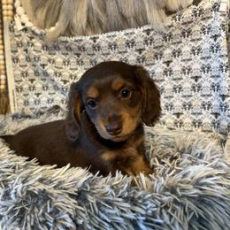 Dachshund Puppies from Ace’s Doxies