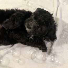 Havanese Puppies from Furever Fluffball Friends