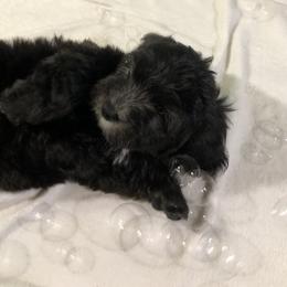 Havanese Puppies from Furever Fluffball Friends