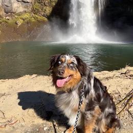 Finley - Miniature Australian Shepherd