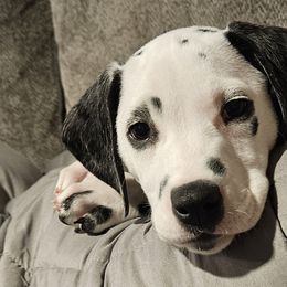 Dalmatians from Spot Splattered Dalmatians