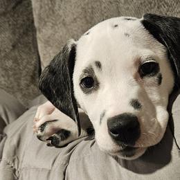 Dalmatians from Spot Splattered Dalmatians