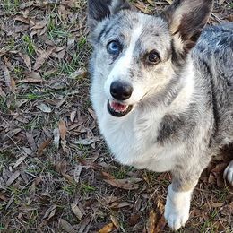Cardigan Welsh Corgi All Grown Up from Raglan Cardigans
