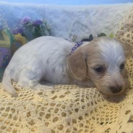 Pumpkin - Piebald female Dachshund puppy in Saint Peter, Illinois from Ashton’s Doxies of Southern IL